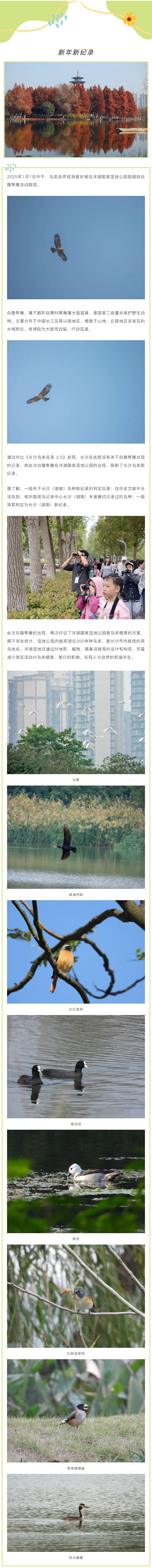新年新紀(jì)錄！洋湖國家濕地公園觀測到白腹隼雕活動，刷新長沙鳥類新紀(jì)錄.png
